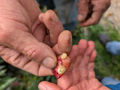 Close-up of hands holding a small, fresh coffee bean